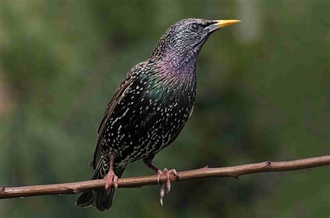 European Starlings conservation